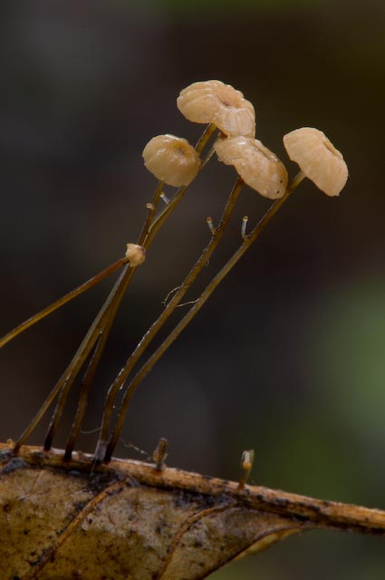 piccoli funghi